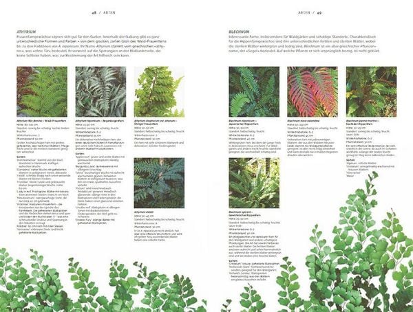 Produktbild: Farne