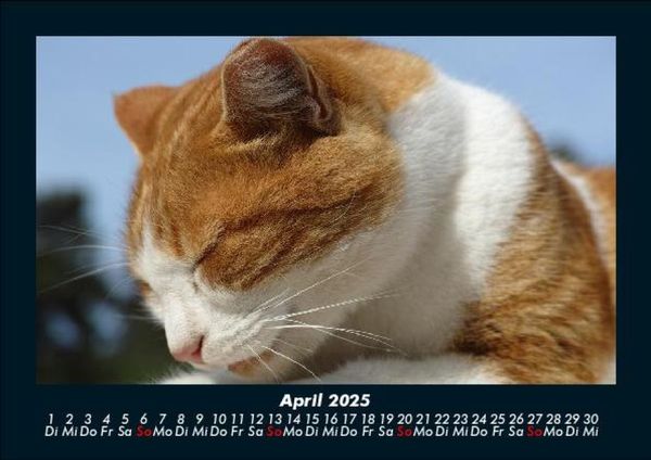 Produktbild: F&uuml;r Katzenfreunde 2025 Fotokalender DIN A5