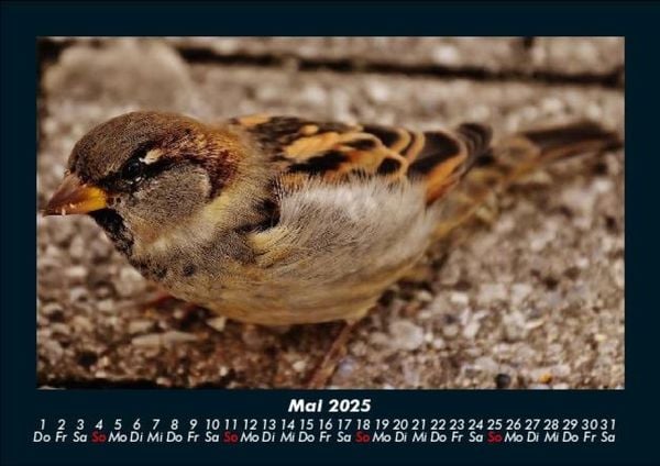 Produktbild: Vögel 2025 Fotokalender DIN A5