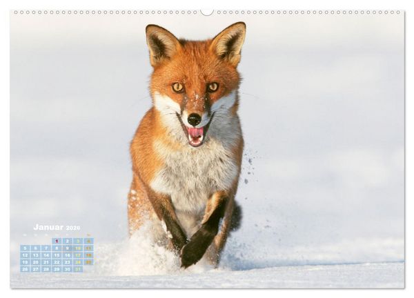 Produktbild: Der Fuchs: Kluger J&auml;ger (Wandkalender 2026 DIN A2 quer), CALVENDO Monatskalender