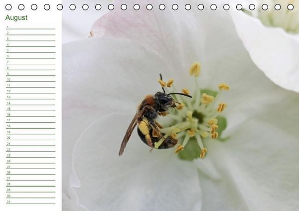 Produktbild: Bienen - Emsige Helfer (Tischkalender immerw&auml;hrend DIN A5 quer)