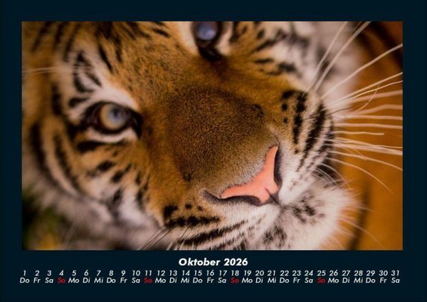 Produktbild: Tiger 2026 Fotokalender DIN A4