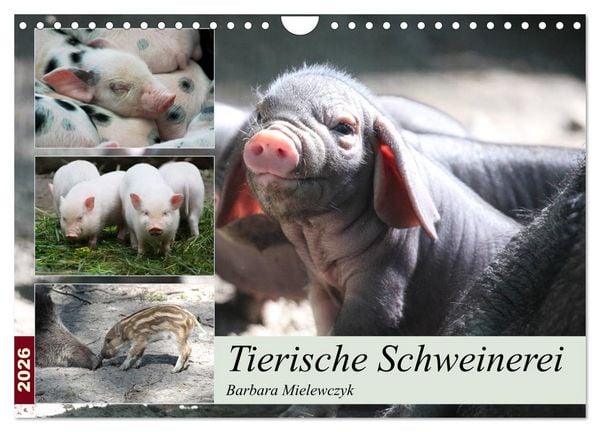 Produktbild: Tierische Schweinerei (Wandkalender 2026 DIN A4 quer), CALVENDO Monatskalender