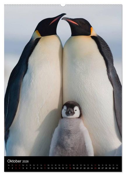 Produktbild: Pinguine - Wackeln im Thermo-Frack (Wandkalender 2026 DIN A2 hoch), CALVENDO Monatskalender