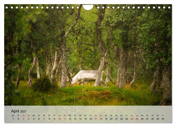 Produktbild: Magische Tiermomente (Wandkalender 2027 DIN A4 quer), CALVENDO Monatskalender