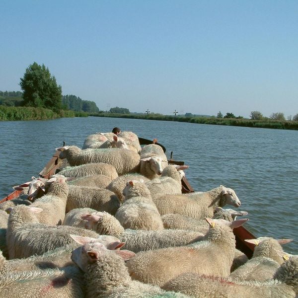 Produktbild: Holland stricken