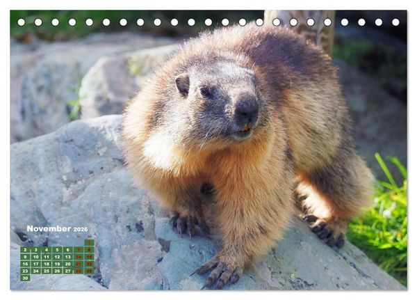 Produktbild: Gro&szlig;glockner wundersch&ouml;ne Berg- und Tierwelt (Tischkalender 2026 DIN A5 quer), CALVENDO Monatskalender