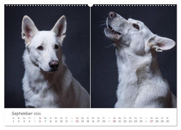 Produktbild: charakterstarke Hunde, wundersch&ouml;ne Hundeportraits (hochwertiger Premium Wandkalender 2026 DIN A2 quer), Kunstdruck in Hochglanz