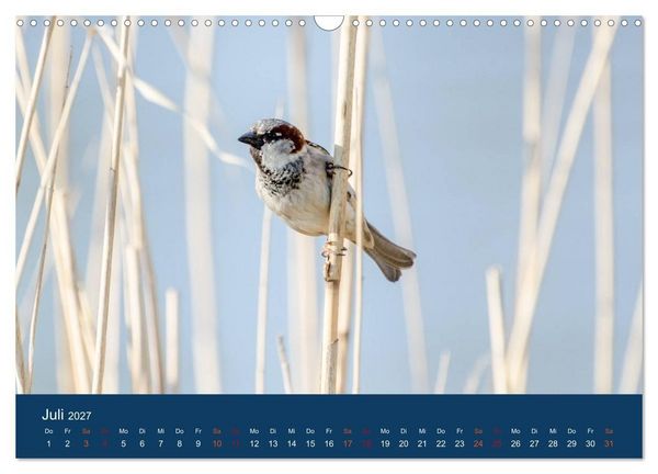 Produktbild: Spatzen-Kalender (Wandkalender 2027 DIN A3 quer), CALVENDO Monatskalender
