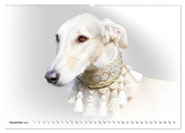 Produktbild: Windhund Portrait 2027 White Edition (Wandkalender 2027 DIN A2 quer), CALVENDO Monatskalender