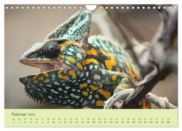 Produktbild: Augenblicke der Cham&auml;leons (Wandkalender 2026 DIN A4 quer), CALVENDO Monatskalender
