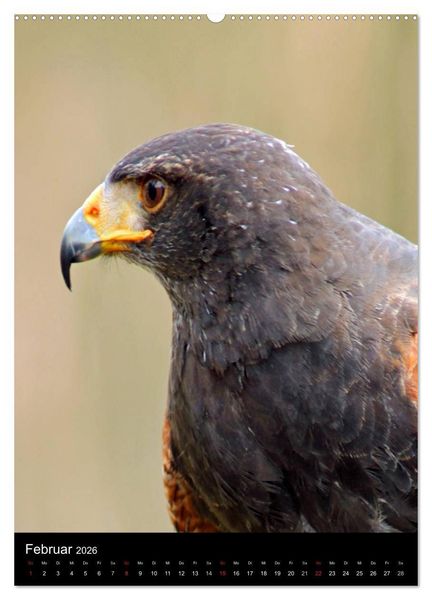 Produktbild: Scharfe Krallen, scharfe Augen, Greifv&ouml;gel und Eulen im Wildpark (hochwertiger Premium Wandkalender 2026 DIN A2 hoch), Kunstdruck in Hochglanz