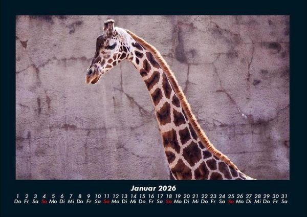 Produktbild: Giraffen 2026 Fotokalender DIN A4