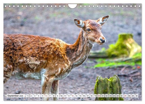 Produktbild: Rehe - Sanfte Waldbewohner (Wandkalender 2026 DIN A4 quer), CALVENDO Monatskalender