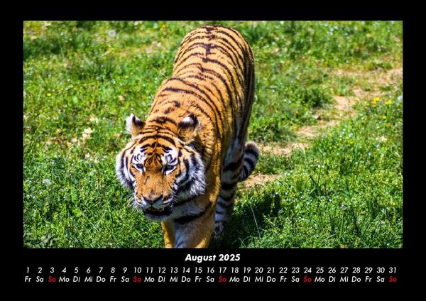 Produktbild: Tiger 2025 Fotokalender DIN A3