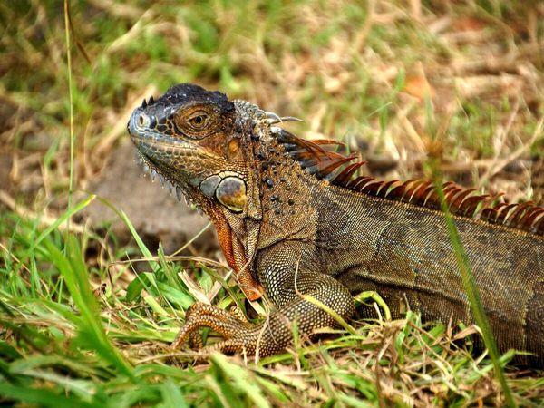 Produktbild: CALVENDO Puzzle Gr&uuml;ner Leguan | 1000 Teile Lege-Gr&ouml;&szlig;e 64x48cm Foto-Puzzle f&uuml;r gl&uuml;ckliche Stunden