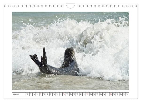 Produktbild: Seals on the Beach (Wall Calendar 2026 DIN A4 landscape), CALVENDO 12 Month Wall Calendar