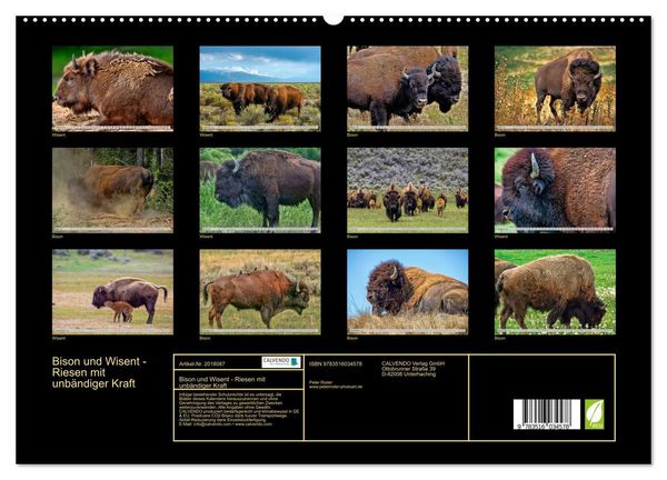 Produktbild: Bison und Wisent - Riesen mit unb&auml;ndiger Kraft (hochwertiger Premium Wandkalender 2026 DIN A2 quer), Kunstdruck in Hochglanz