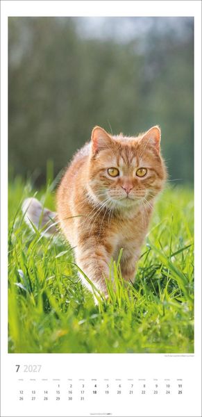 Produktbild: Katzen Kalender 2027