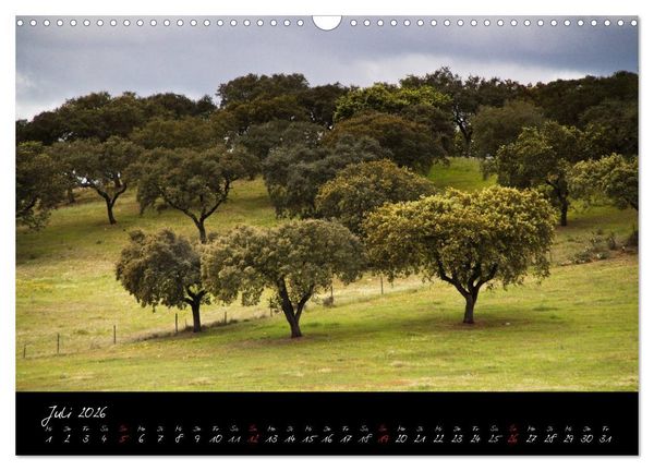 Produktbild: Wald (Wandkalender 2026 DIN A3 quer), CALVENDO Monatskalender