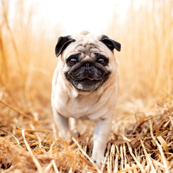 Produktbild: M&ouml;pse / Puglets 2027