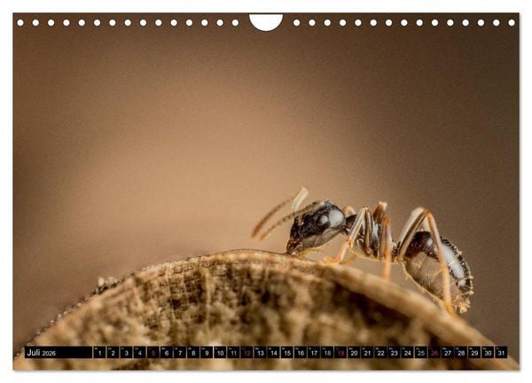 Produktbild: Kleine Wesen &ndash; Makroaufnahmen von einheimischen Insekten (Wandkalender 2026 DIN A4 quer), CALVENDO Monatskalender