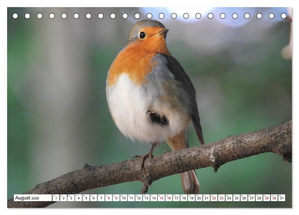 Produktbild: Vogelkalender (Tischkalender 2026 DIN A5 quer), CALVENDO Monatskalender