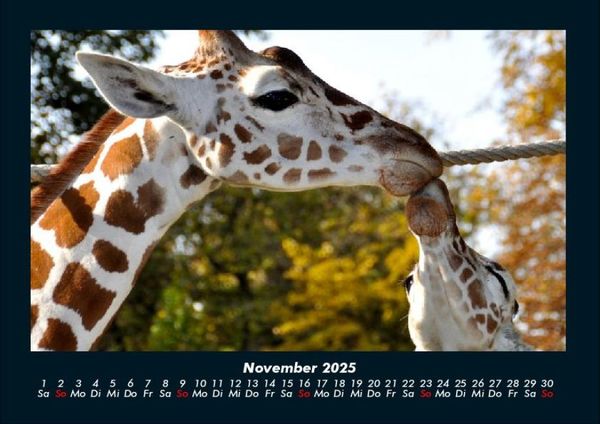 Produktbild: Giraffen 2025 Fotokalender DIN A4