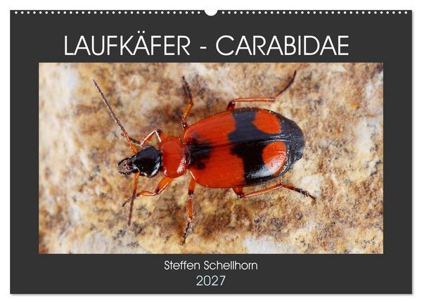 Produktbild: LAUFK&Auml;FER - CARABIDAE (Wandkalender 2027 DIN A2 quer), CALVENDO Monatskalender
