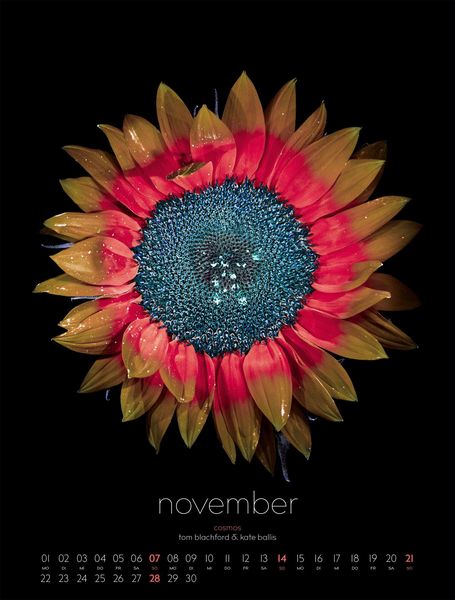 Produktbild: in bloom Kalender 2027