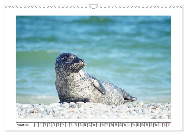 Produktbild: Seals on the Beach (Wall Calendar 2026 DIN A3 landscape), CALVENDO 12 Month Wall Calendar