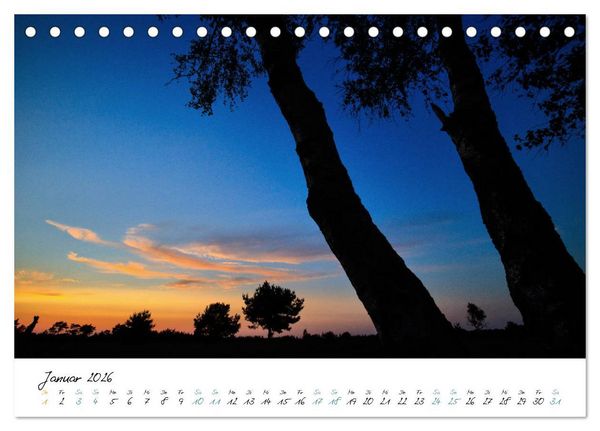Produktbild: In der Welt der B&auml;ume (Tischkalender 2026 DIN A5 quer), CALVENDO Monatskalender