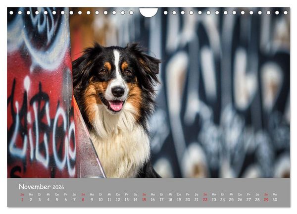 Produktbild: Hunde und Graffiti (Wandkalender 2026 DIN A4 quer), CALVENDO Monatskalender