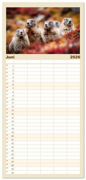 Produktbild: Familienplaner 2026 - Alpenpl&uuml;sch - Mit Murmeltieren durchs Jahr mit 5 Spalten (Wandkalender, 21 x 45 cm) CALVENDO