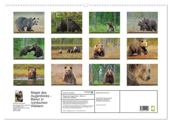 Produktbild: Magie des Augenblicks - B&auml;ren in nordischen W&auml;ldern (Wandkalender 2026 DIN A2 quer), CALVENDO Monatskalender