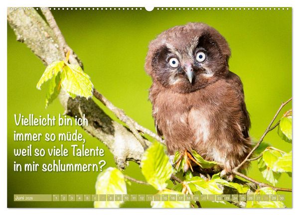 Produktbild: Die Eulen sind los: Edition lustige Tiere (Wandkalender 2026 DIN A2 quer), CALVENDO Monatskalender