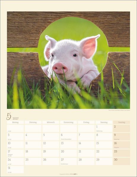 Produktbild: Schweinchen Kalender 2027