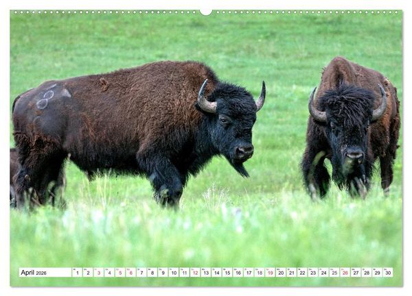 Produktbild: TATONKA Der nordamerikanische Bison (hochwertiger Premium Wandkalender 2026 DIN A2 quer), Kunstdruck in Hochglanz