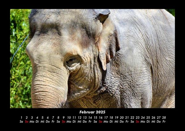 Produktbild: Der Elefantenkalender 2025 Fotokalender DIN A3