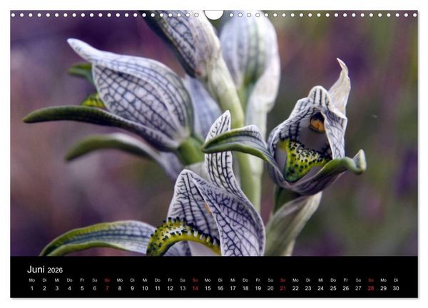Produktbild: S&uuml;dpatagonien &ndash; das "Ende" der Welt (Wandkalender 2026 DIN A3 quer), CALVENDO Monatskalender