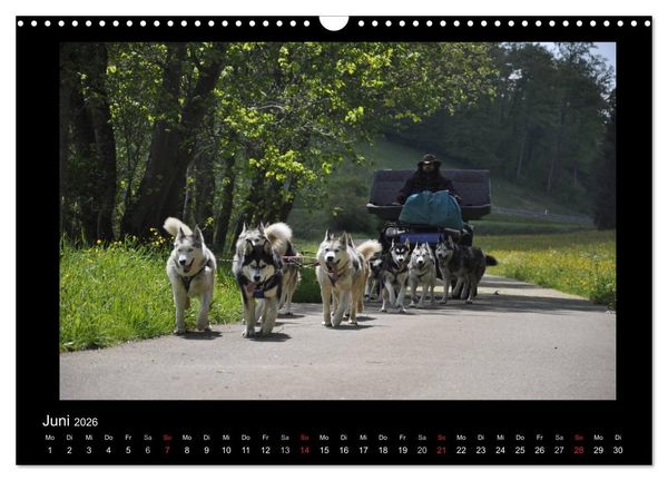 Produktbild: Husky-Kalender (Wandkalender 2026 DIN A3 quer), CALVENDO Monatskalender