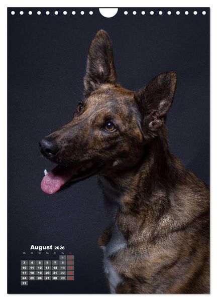 Produktbild: Treue Wegbegleiter, Hunde im Portrait. (Wandkalender 2026 DIN A4 hoch), CALVENDO Monatskalender