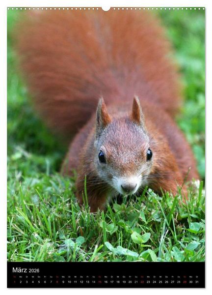 Produktbild: Eichh&ouml;rnchen (Wandkalender 2026 DIN A2 hoch), CALVENDO Monatskalender