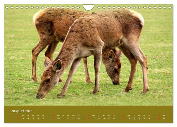 Produktbild: Begegnungen. DER HIRSCH (Wandkalender 2026 DIN A4 quer), CALVENDO Monatskalender