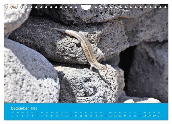 Produktbild: Cabo verde Inselgefl&uuml;ster - Ilha do Sal (Wandkalender 2026 DIN A4 quer), CALVENDO Monatskalender