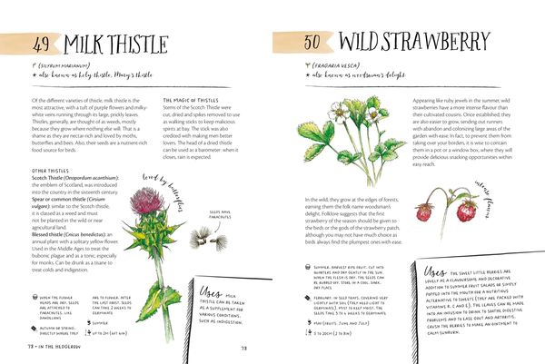 Produktbild: The Magic of Seeds