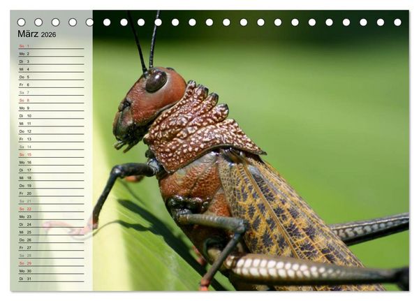 Produktbild: Die geheimnisvolle Welt der Insekten (Tischkalender 2026 DIN A5 quer), CALVENDO Monatskalender