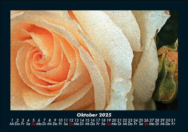 Produktbild: Rosen-Kalender 2025 Fotokalender DIN A5