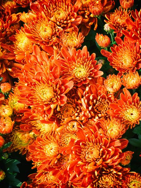 Produktbild: CALVENDO Puzzle Fellbacher-Wein Chrysanthemen | 1000 Teile Lege-Gr&ouml;&szlig;e 64x48cm Foto-Puzzle f&uuml;r gl&uuml;ckliche Stunden