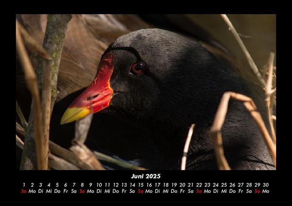 Produktbild: Welt der V&ouml;gel 2025 Fotokalender DIN A3
